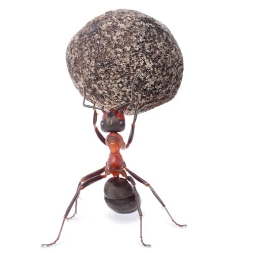 Der Begriff Ameise als Synonym für den Hubwagen, insbesondere für den elektrischen Hubwagen, ist eine umgangssprachliche Bezeichnung, die sich aufgrund bestimmter Charakteristiken der Ameisen in der Natur etabliert hat.